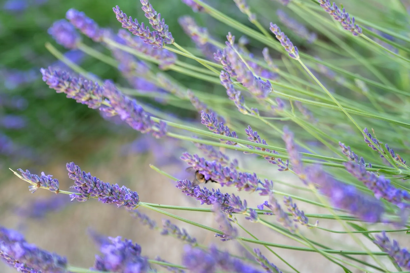 purple lavender flowers blooming in garden
