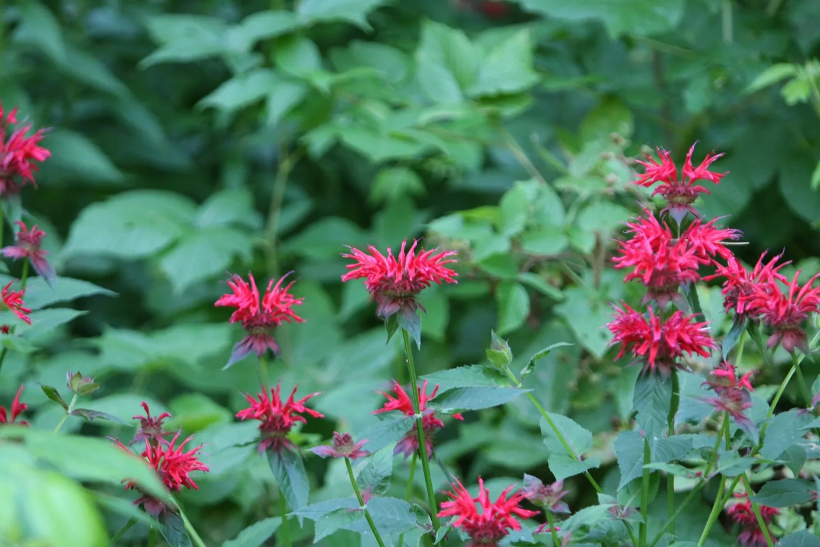 Las flores de bálsamo de abeja roja florecen en el exuberante follaje verde