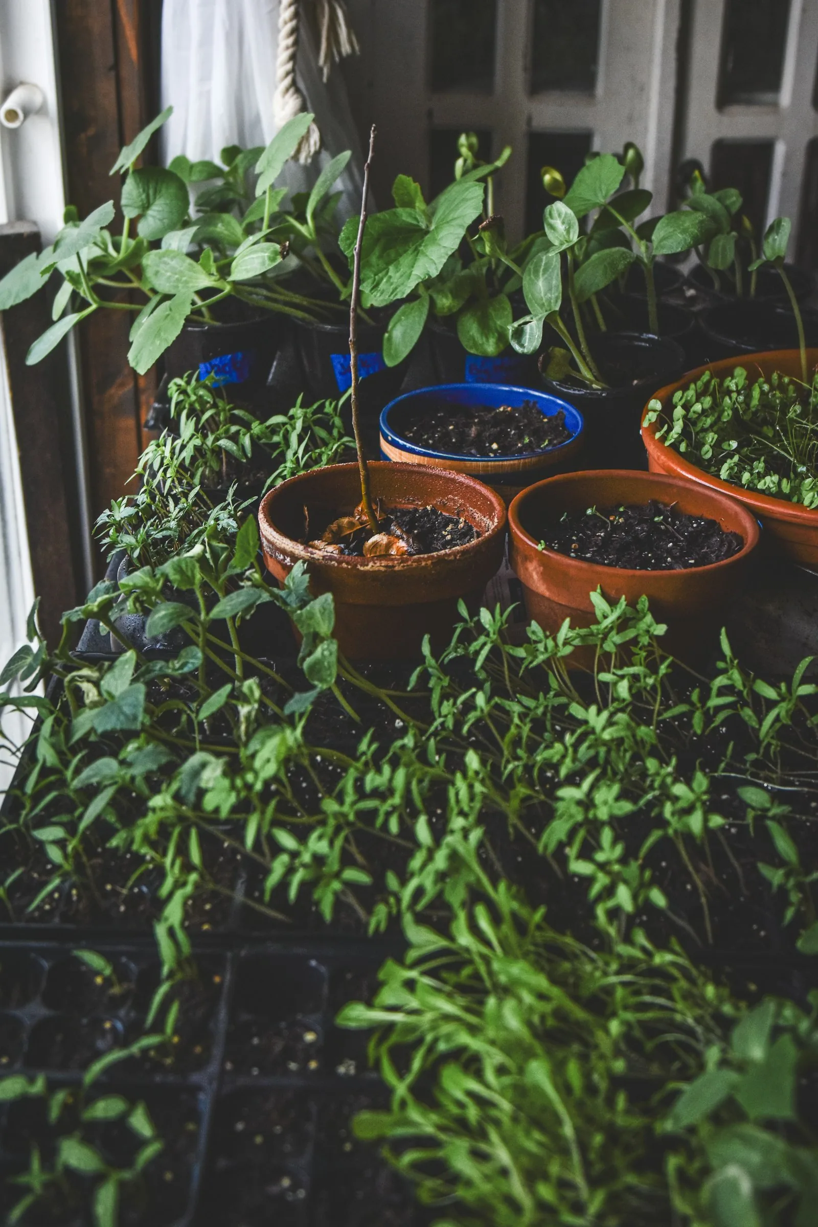 seedlings and potted plants under grow lights