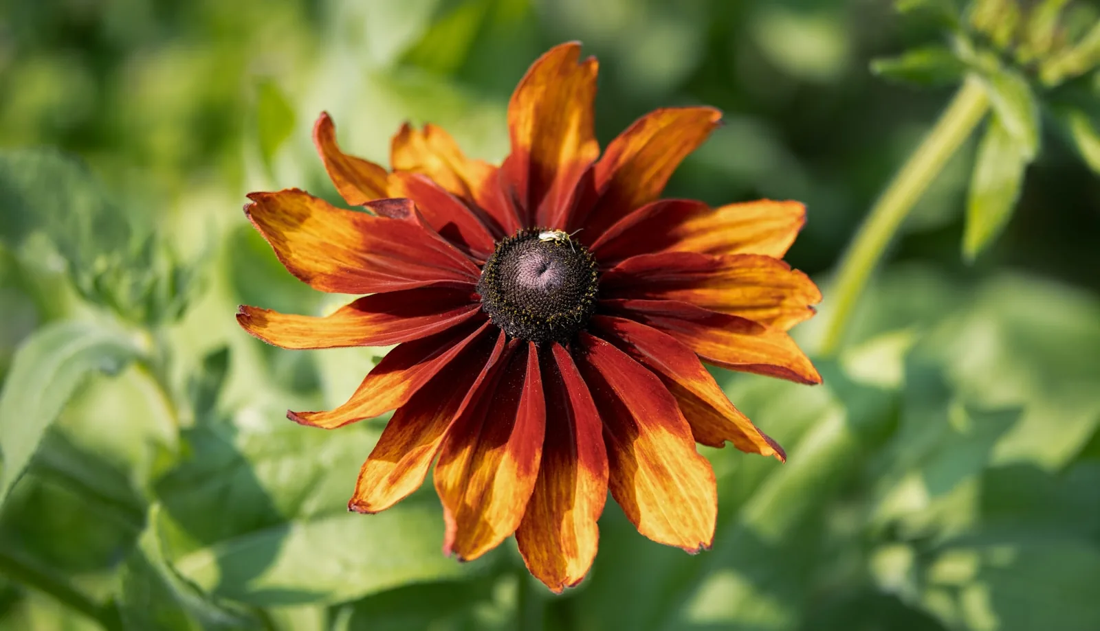 A beautiful, colorful black-eyed susan flower