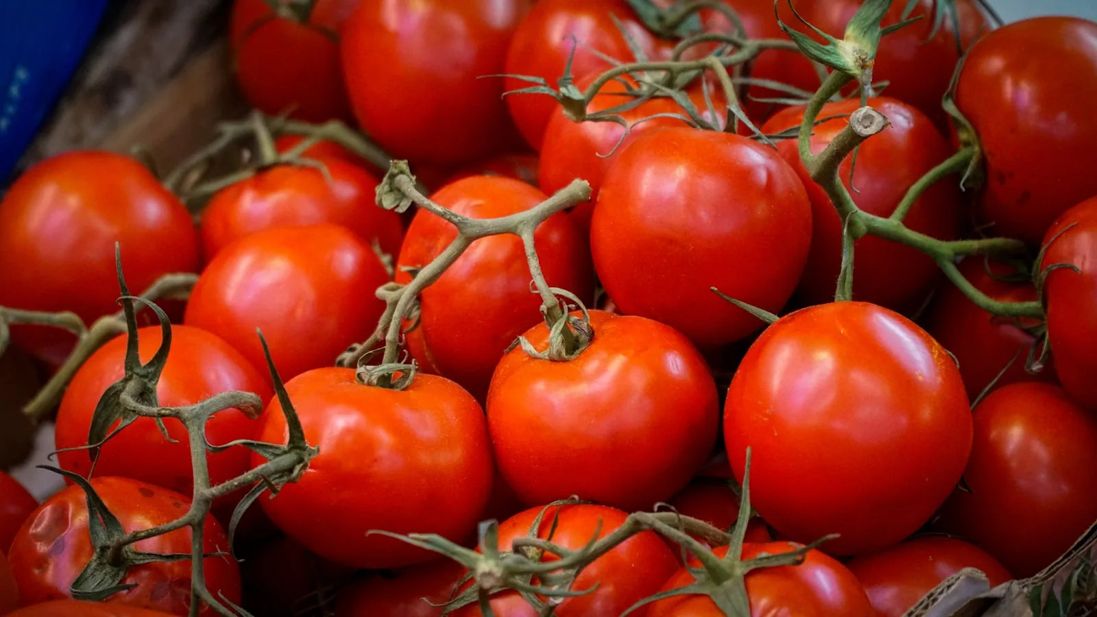 close-up view of ripe red tomatoes on the vine