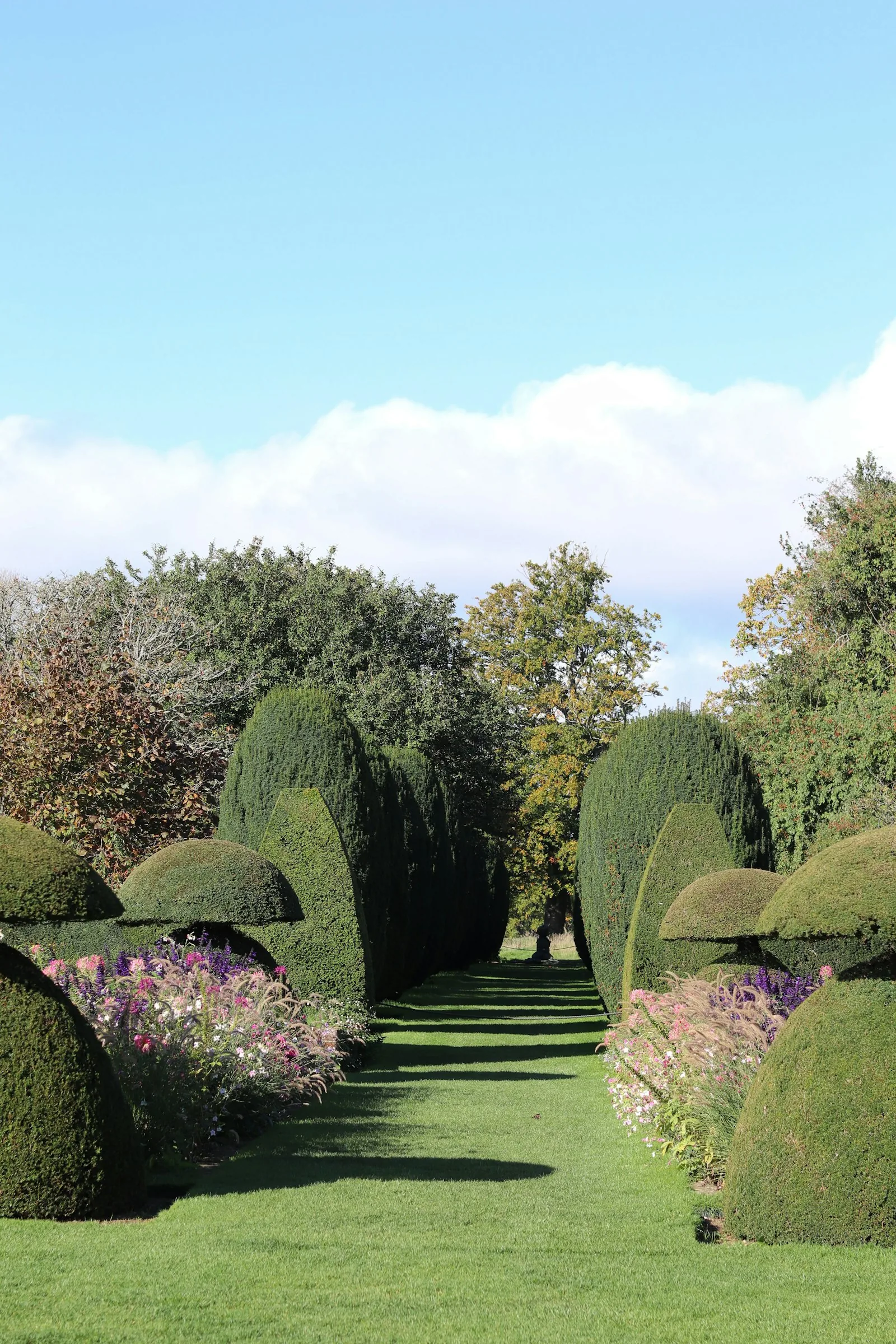 A garden with a path between two hedges