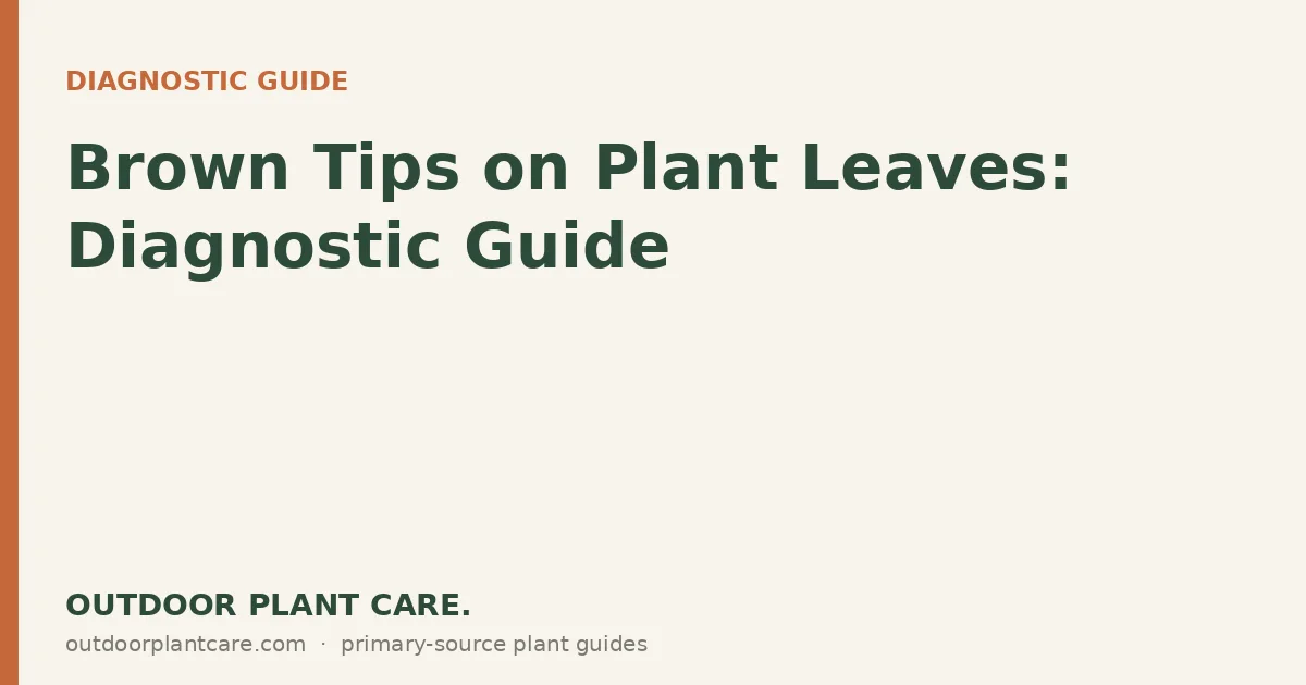 Brown leaf tips on a dracaena houseplant from fluoride toxicity and dry air indoors