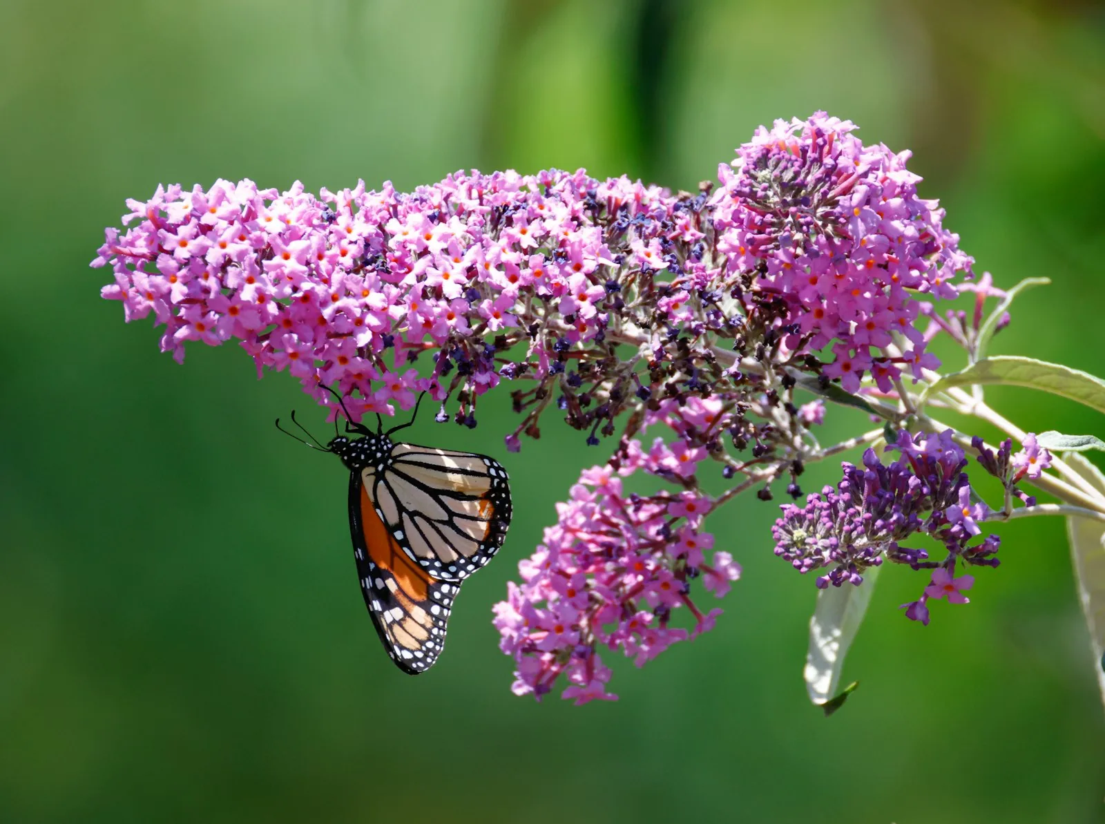 A monarch butterfly rests on vibrant purple flowers