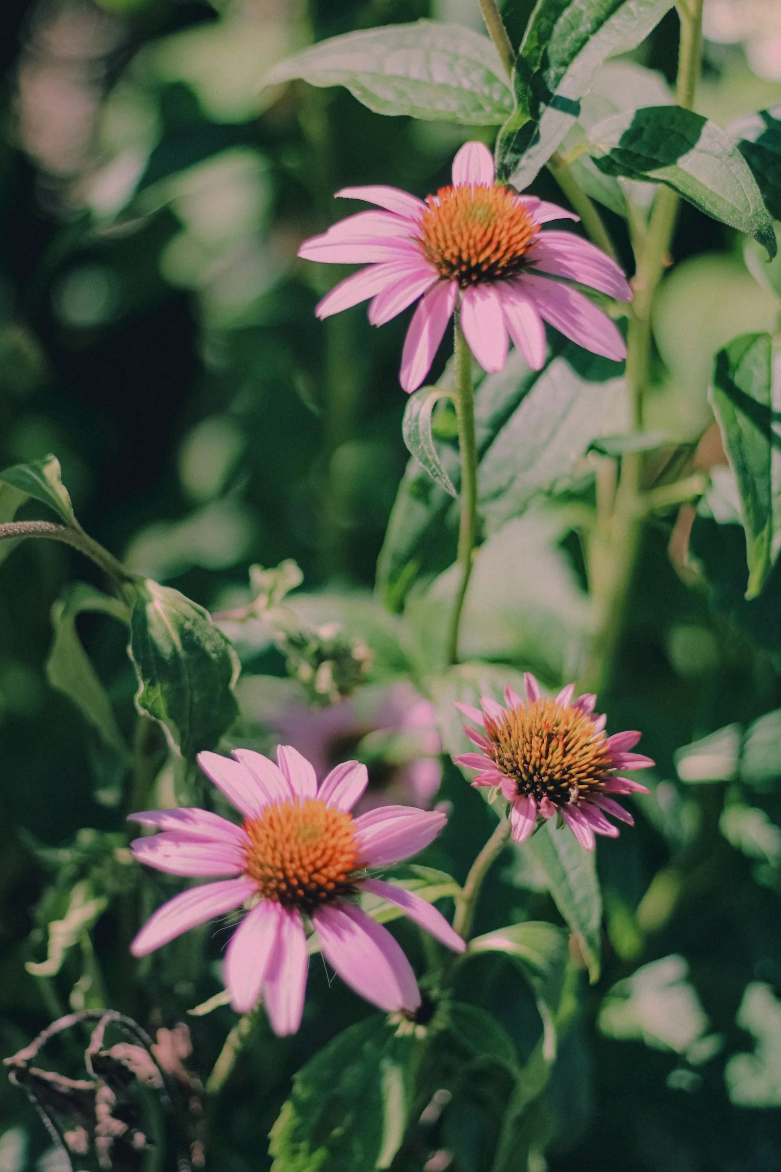 Purple flower in brown clay pot