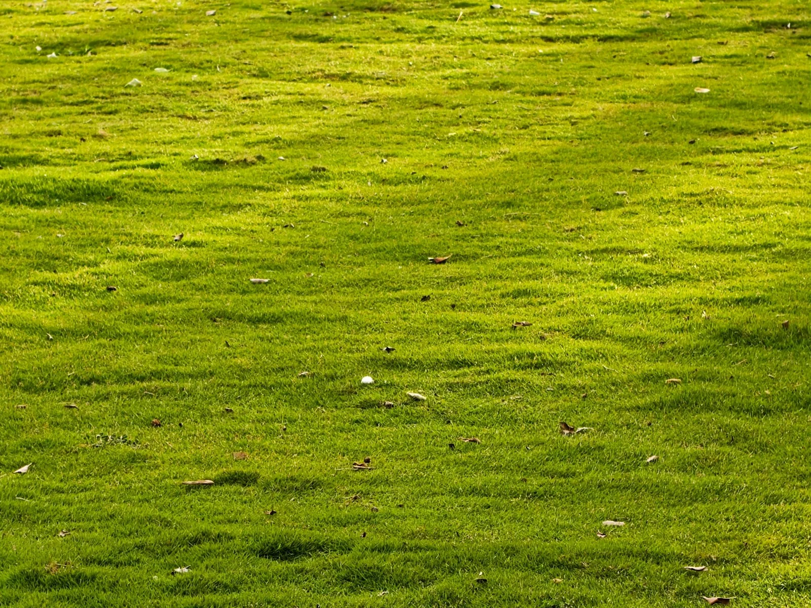 green lawn grass in summer