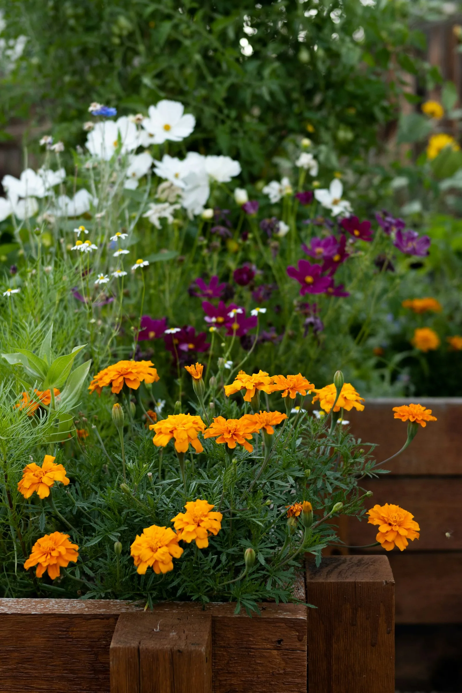 vegetable garden beds with diverse crop rotation