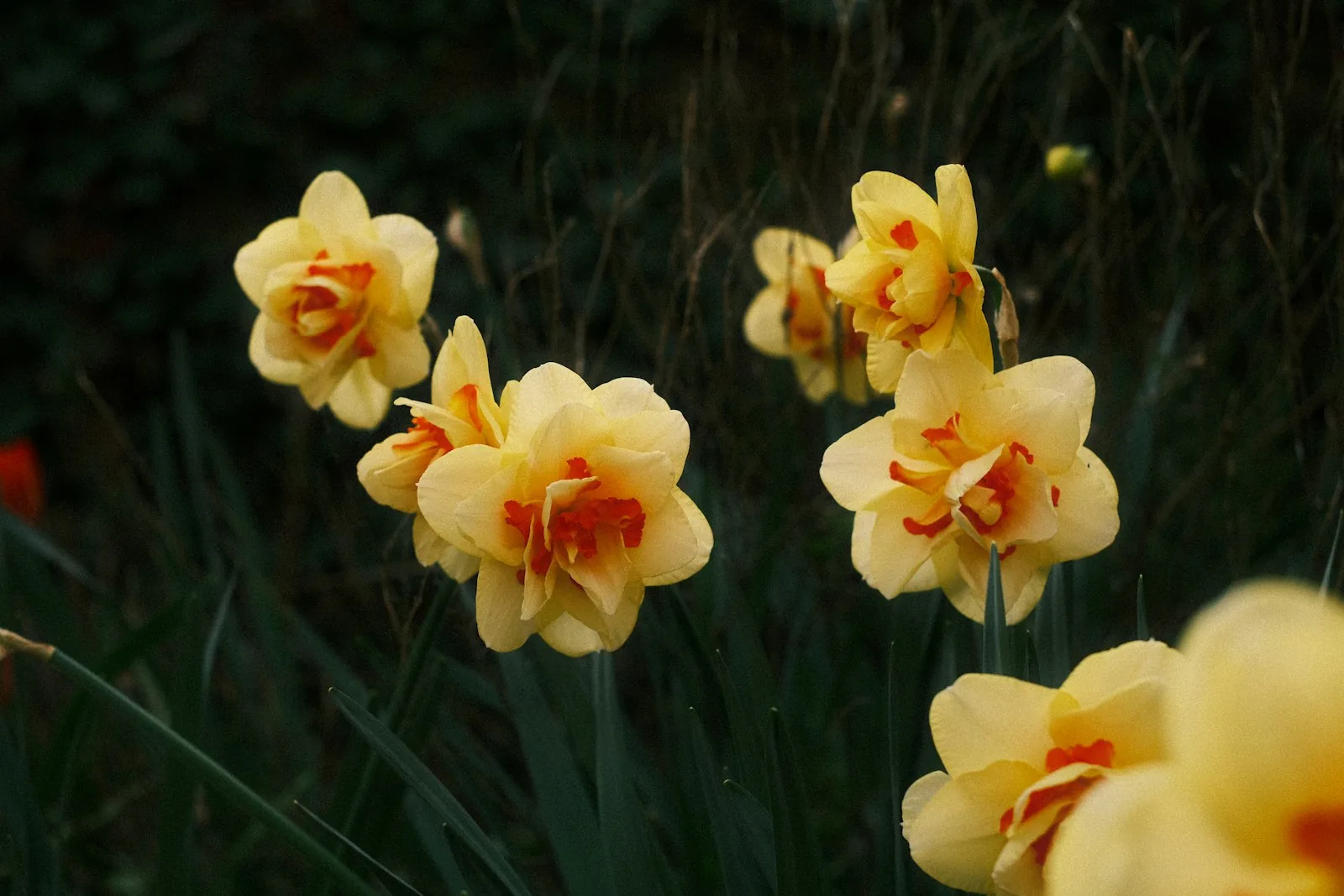 yellow daffodils with orange centers bloom in spring