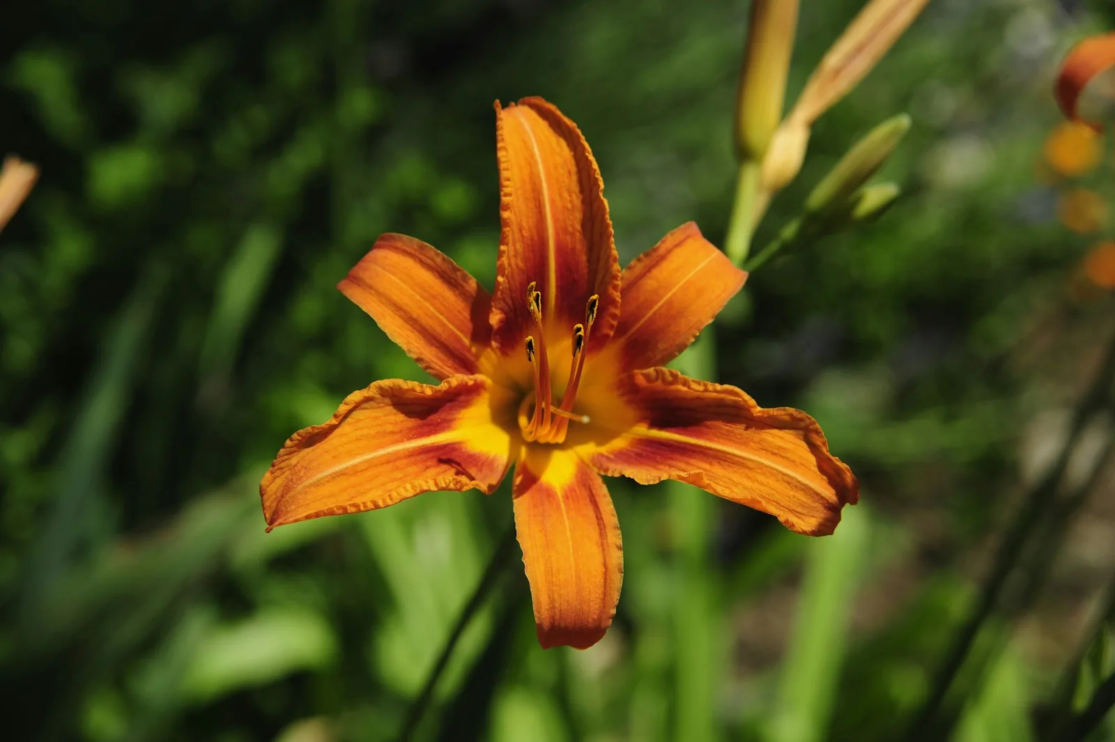 an orange daylily blooming beautifully in sunlight