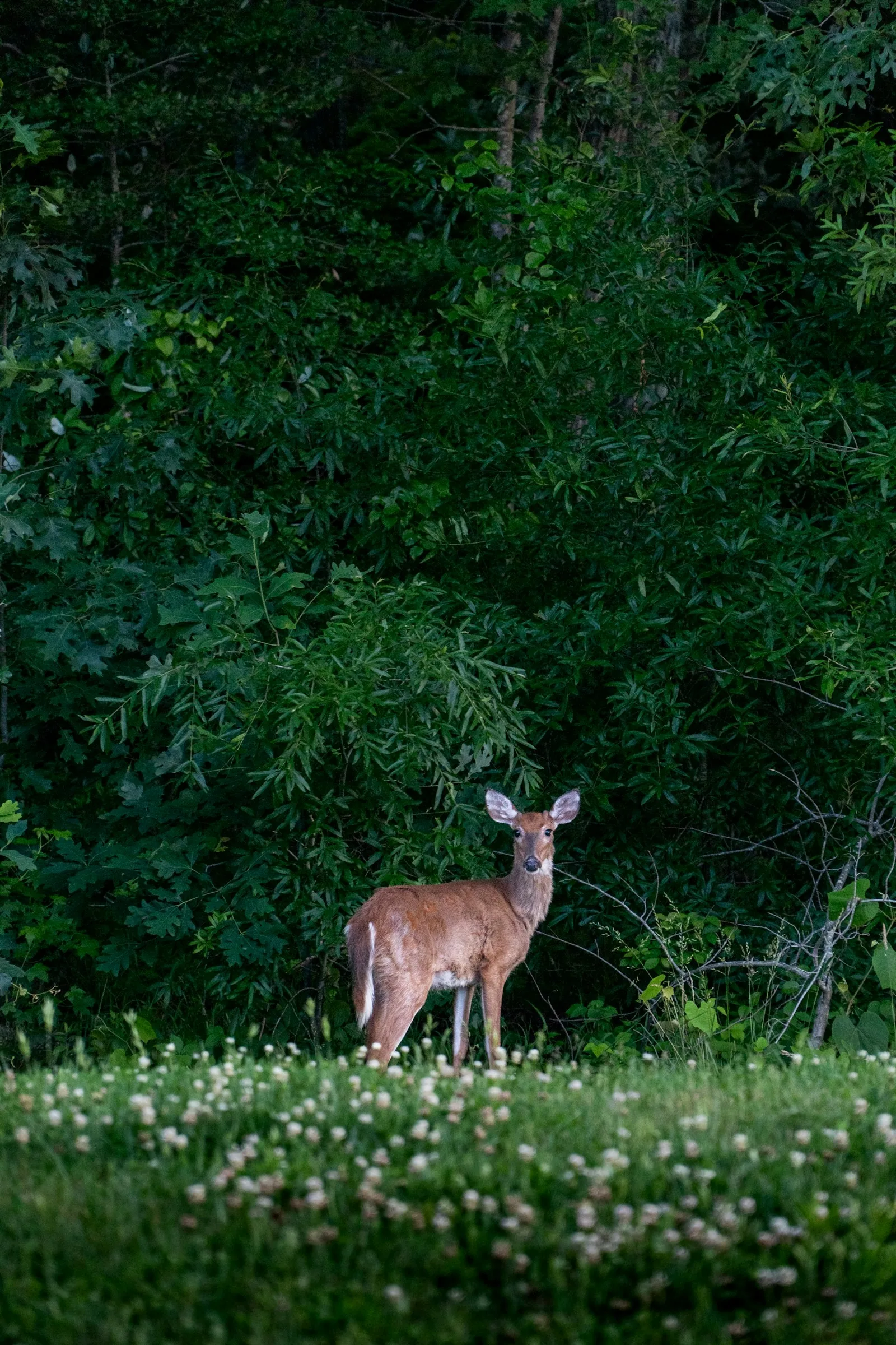 Deer standing in a flowery field with dense green forest