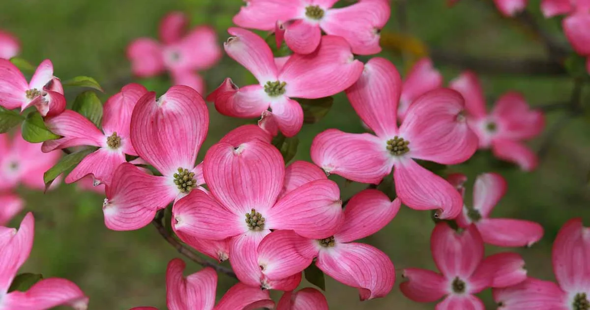White flowering dogwood in full spring bloom against a dark background of mature forest
