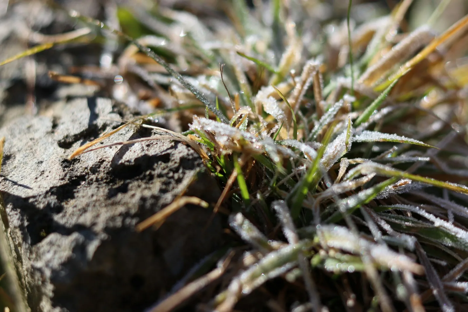 A close up of some grass with frost on it