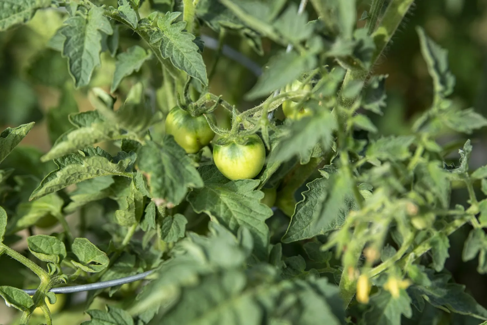 unripe green tomatoes still on the vine