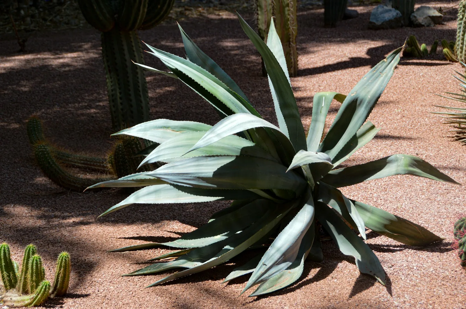 A small agave plant grows in gravel