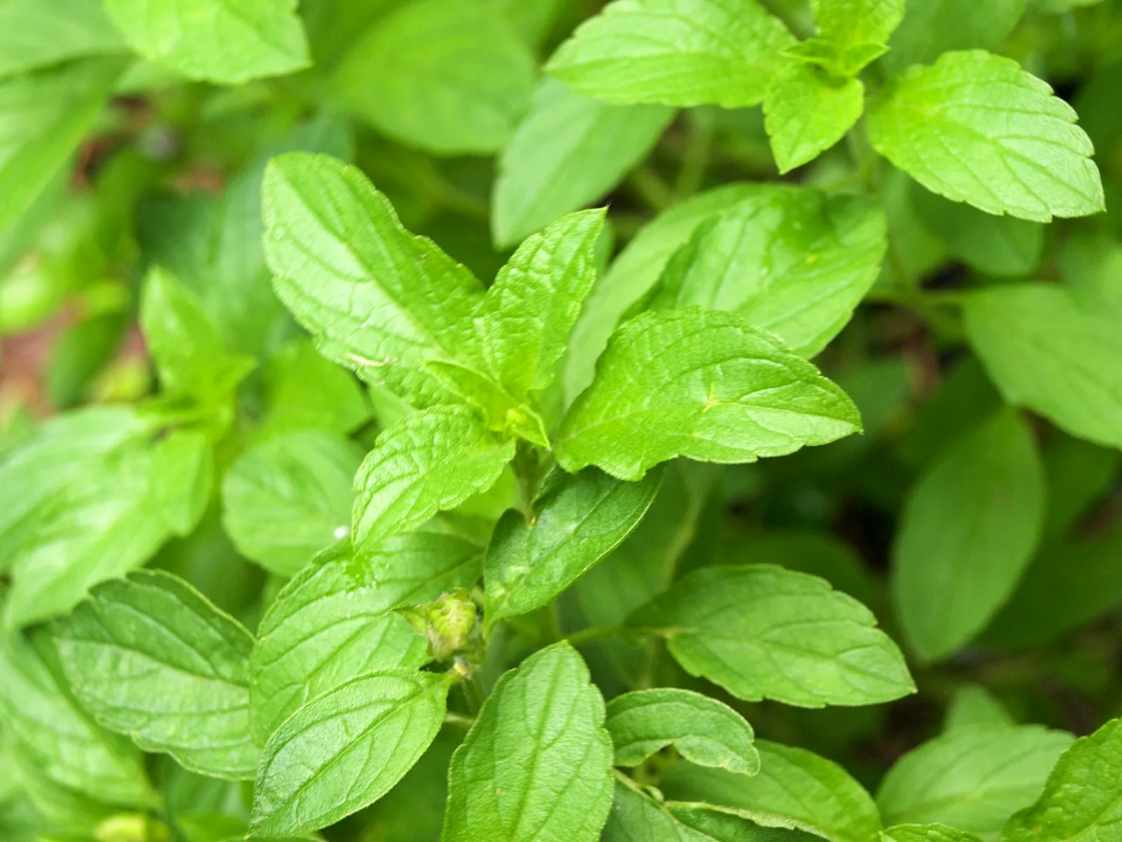 Fresh, green basil leaves