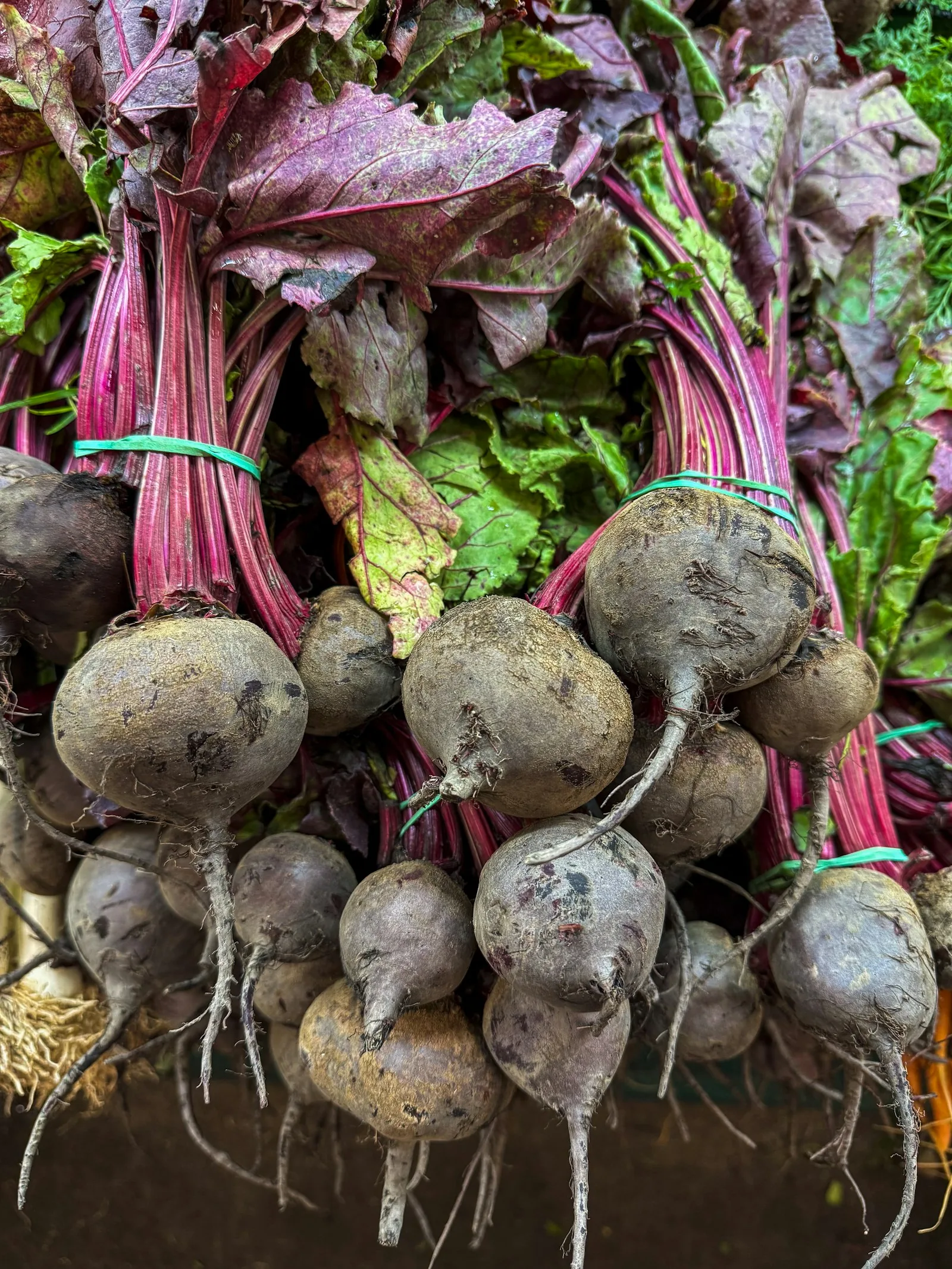 freshly harvested beets tied together