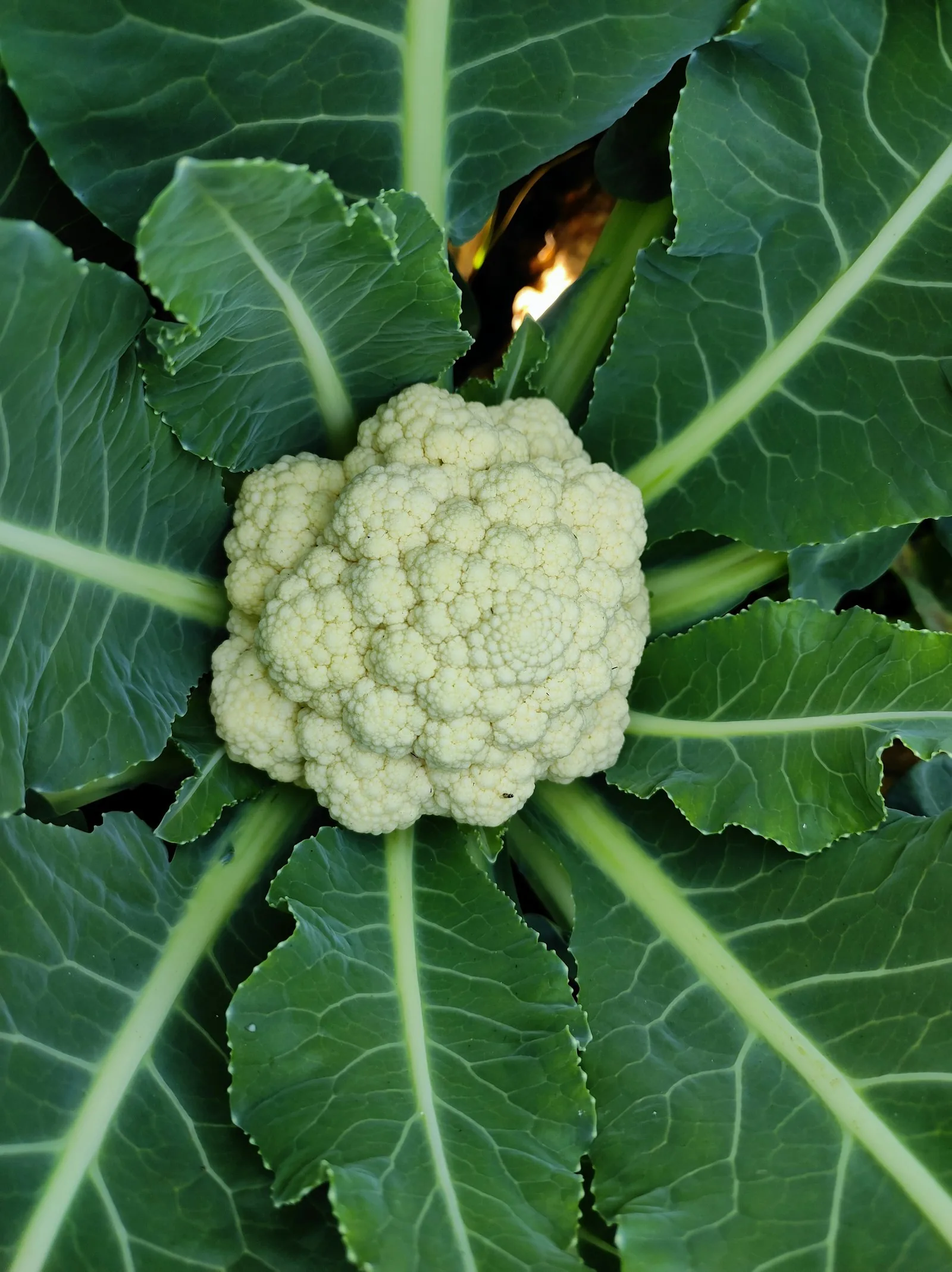 A head of broccoli growing in a garden