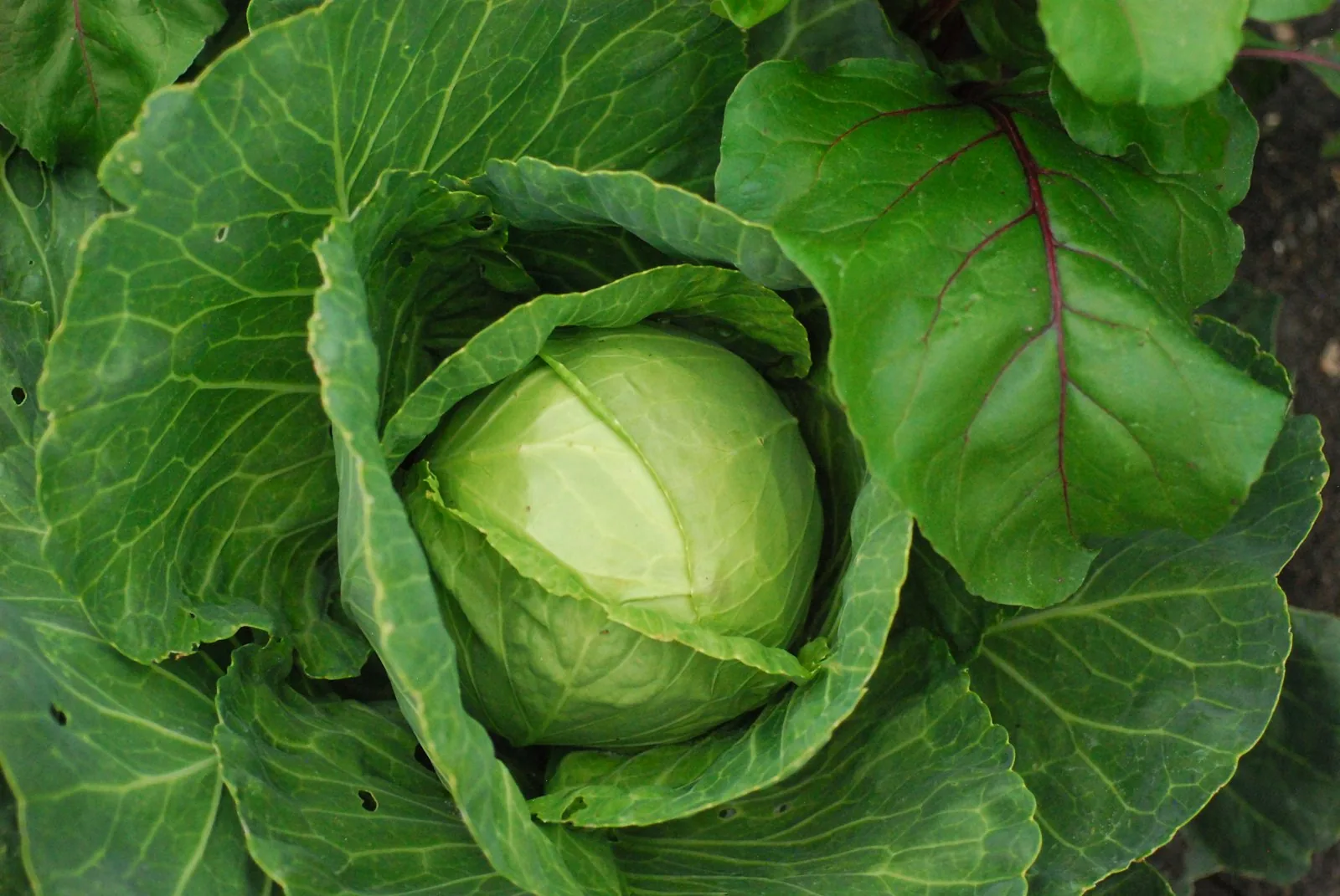 A head of cabbage growing in a garden
