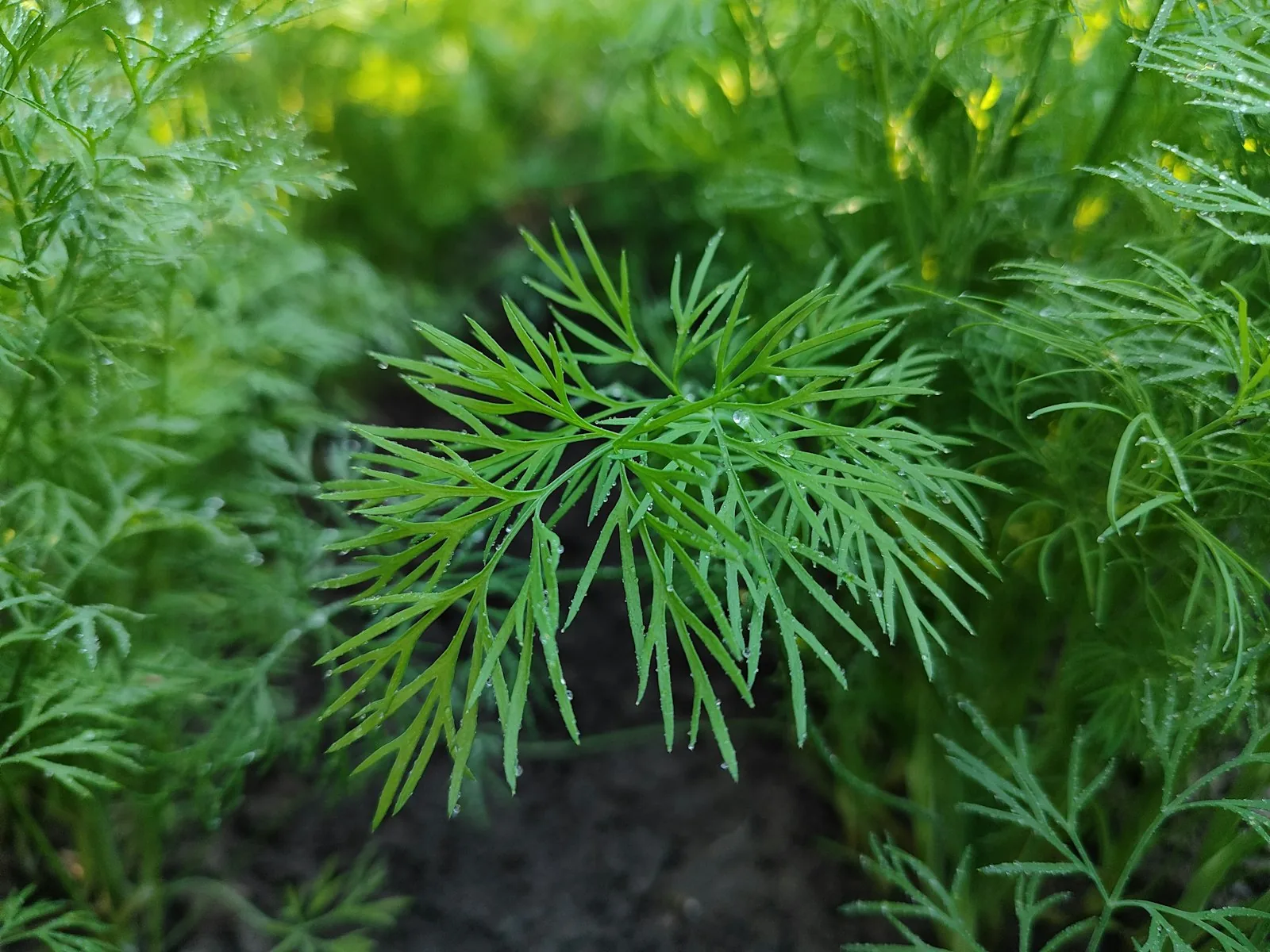 Dill herb with feathery green fronds
