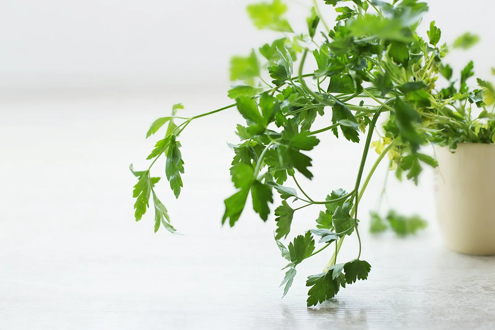 fresh herbs growing in garden