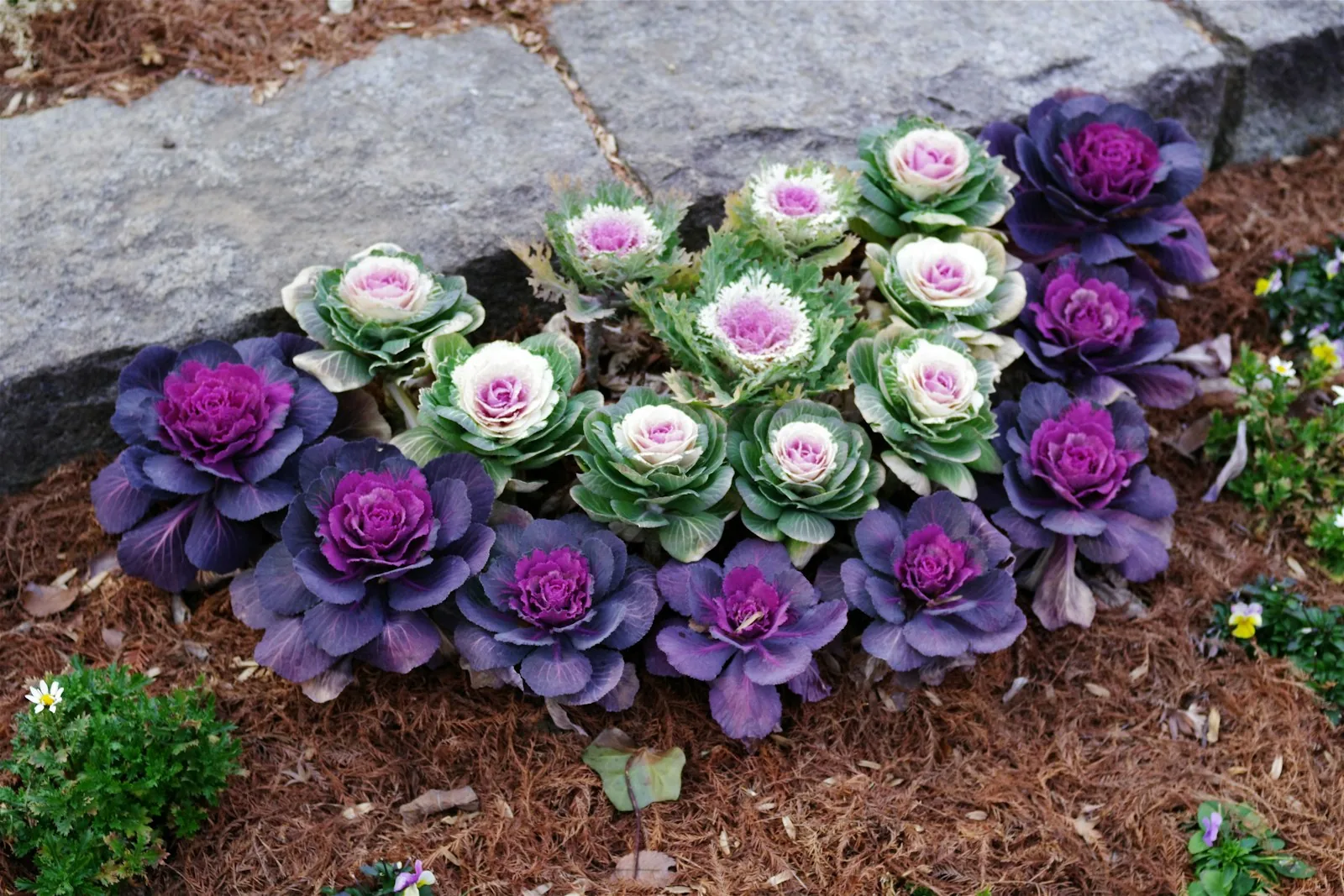 Ornamental cabbages and kale are arranged beautifully