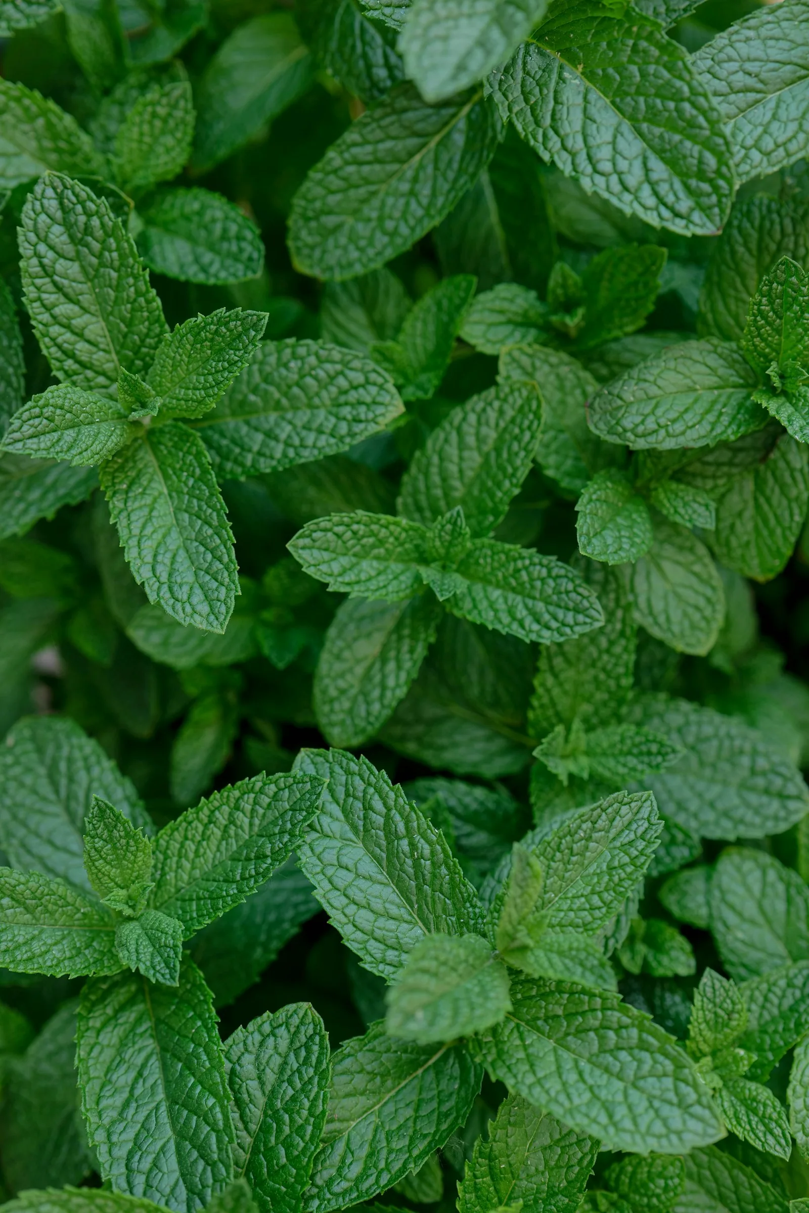 fresh mint herb leaves in garden