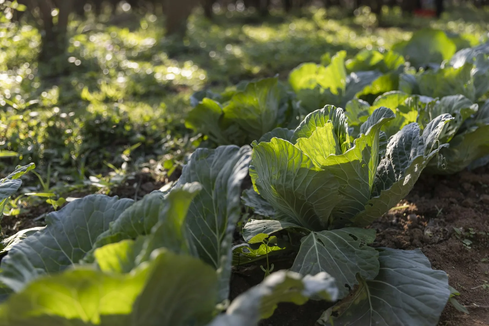 A row of lettuce plants growing in a field