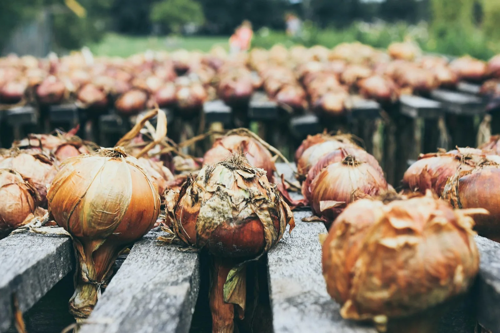 lined up onion bulbs after harvest