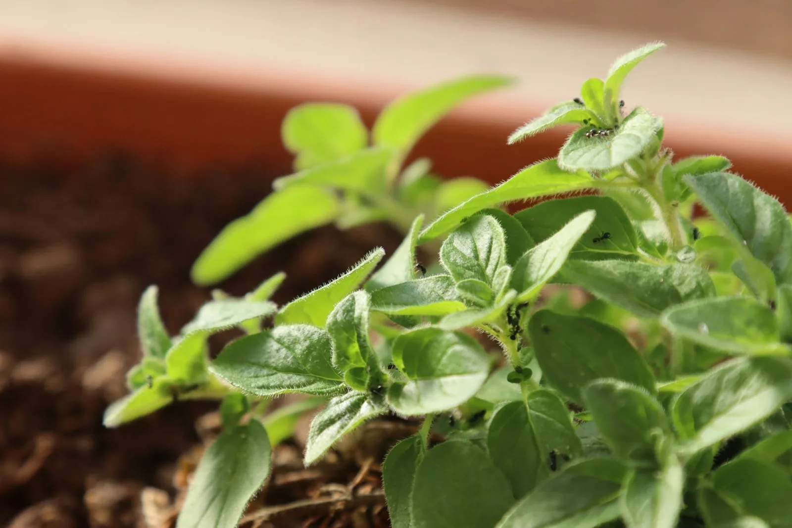 Close up of green oregano plants growing in soil