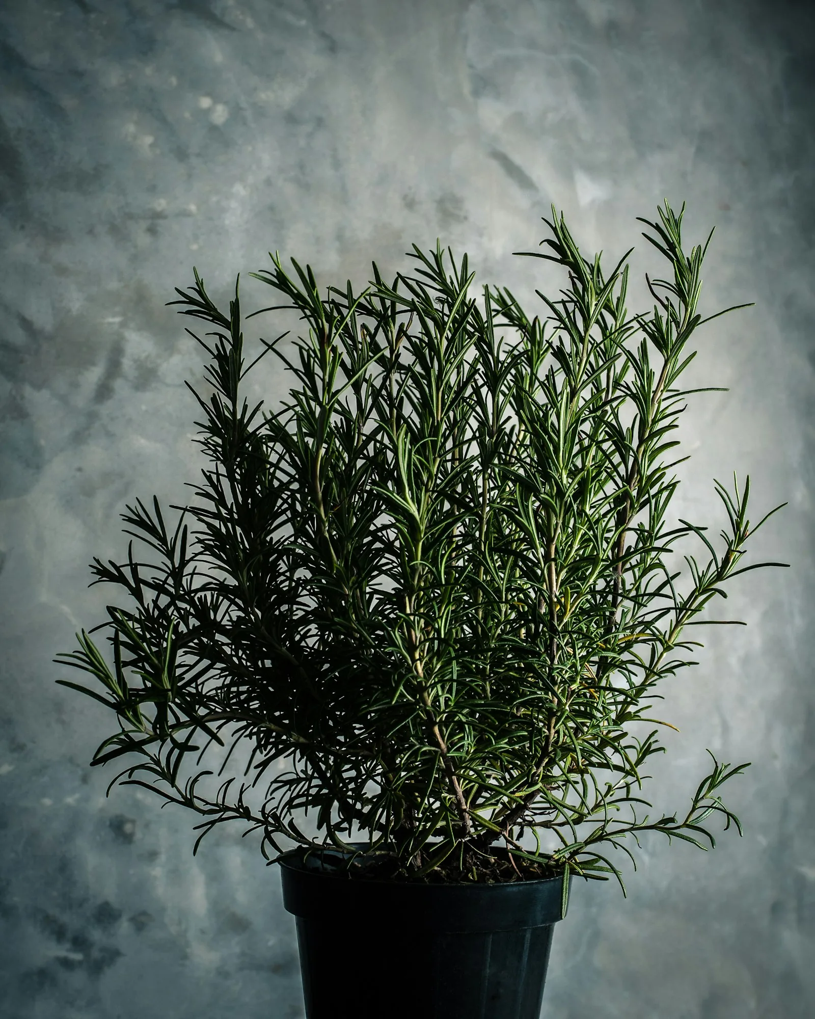 Green rosemary plant