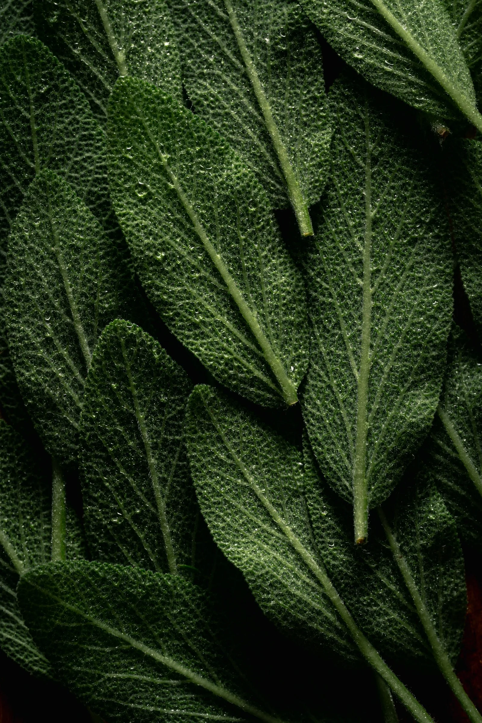 Sage plant with green leaves