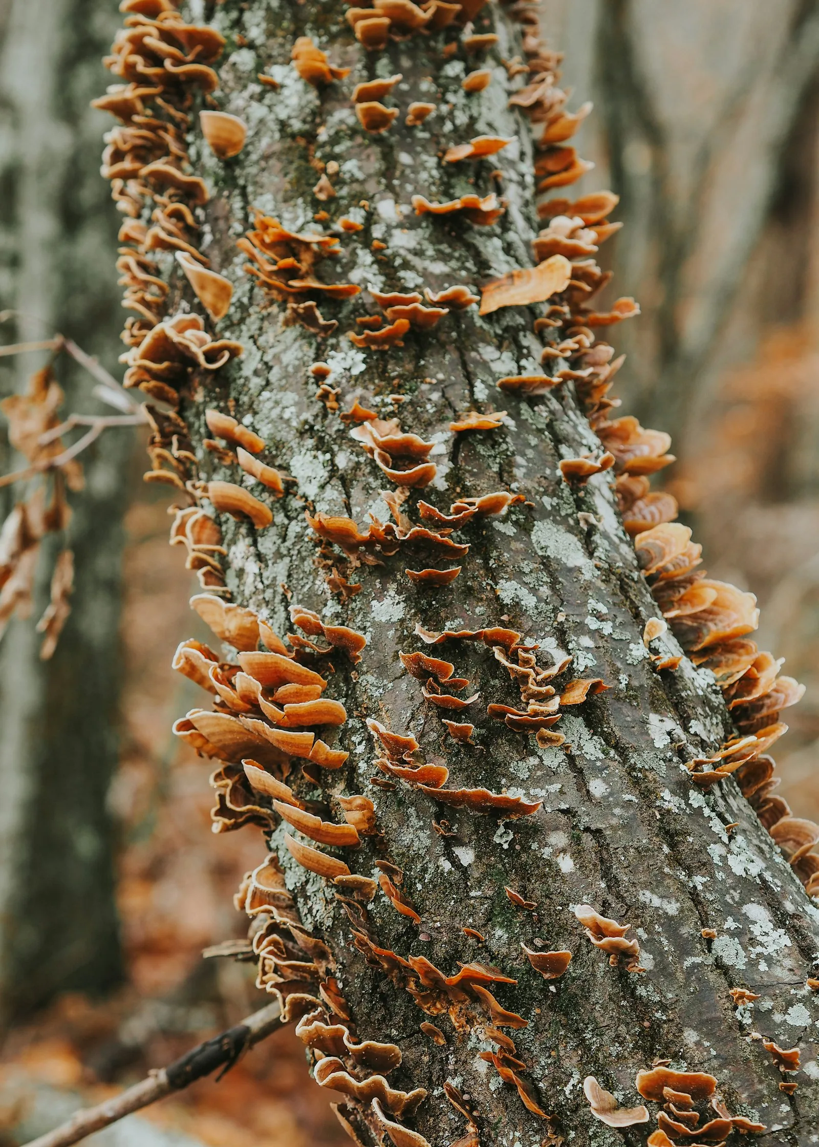 colorful rust-orange foliage in garden