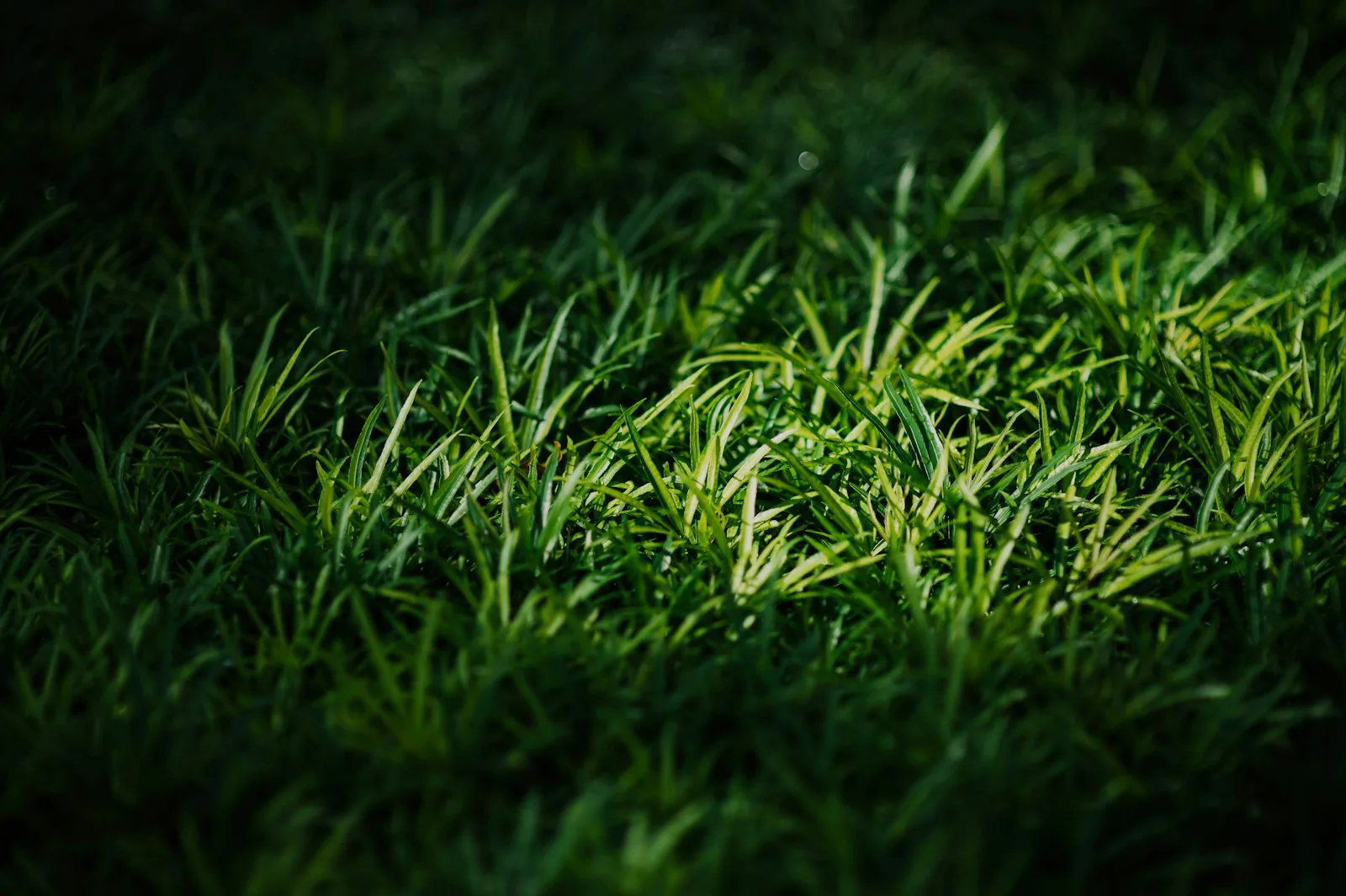 lush green foliage in shade garden