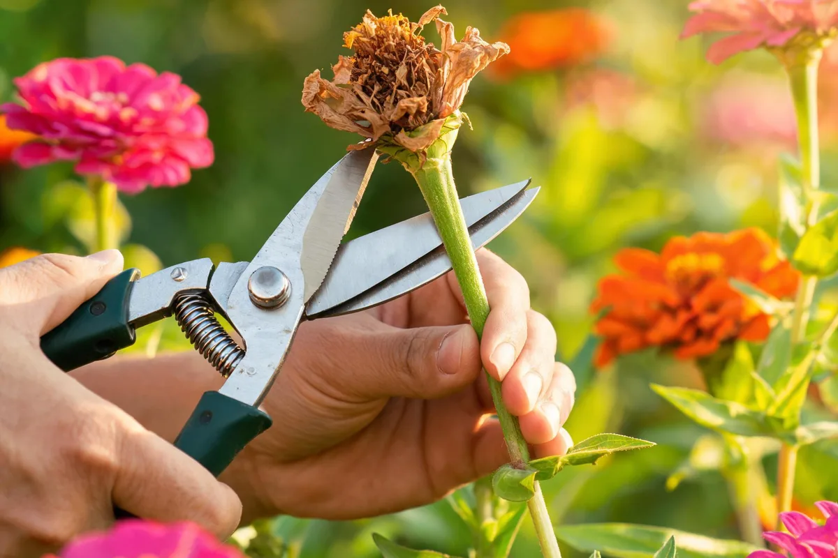 Hand pruners snipping a spent zinnia bloom from a healthy plant surrounded by pink and orange zinnia flowers