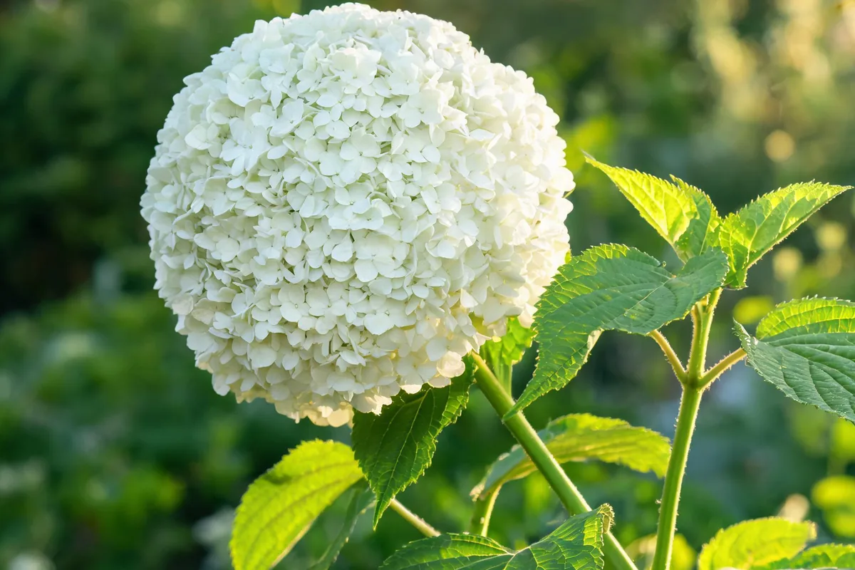 Hydrangea arborescens Annabelle in full bloom with large round globe-shaped white flower heads on green stems with serrated heart-shaped leaves