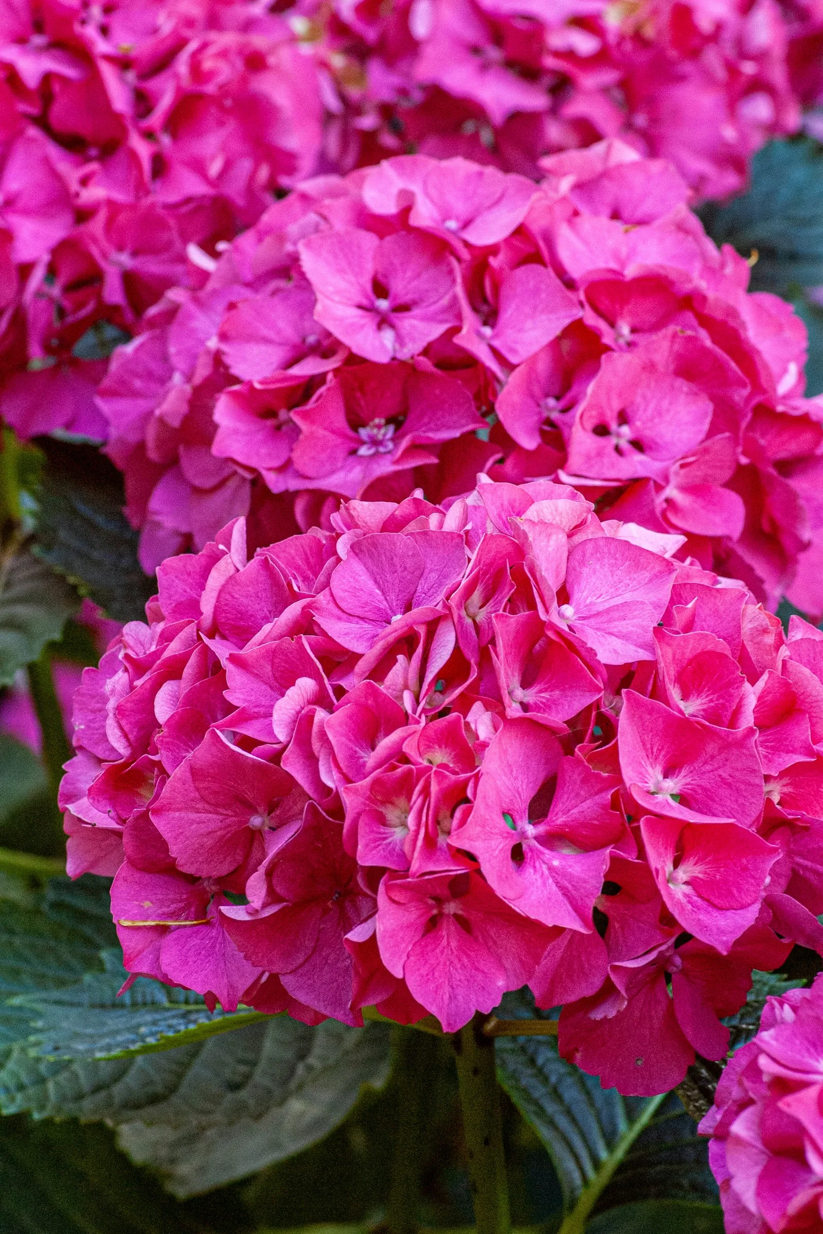 Vibrant pink hydrangeas bloom in a garden
