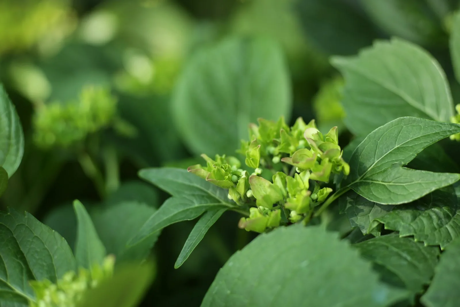 green hydrangea buds surrounded by lush leaves