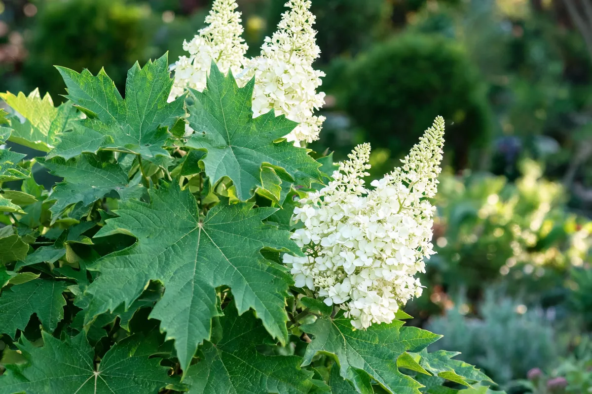 Hydrangea quercifolia oakleaf hydrangea with deeply-lobed oak-shaped leaves and elongated cone-shaped white panicle blooms