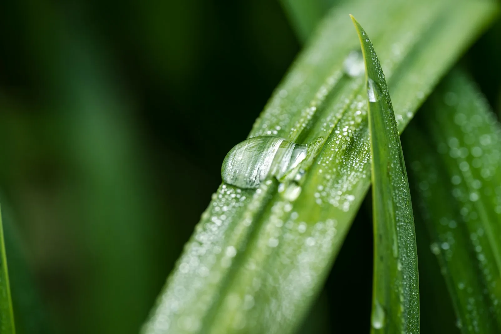 A close up of a blade of grass with drops of water on it
