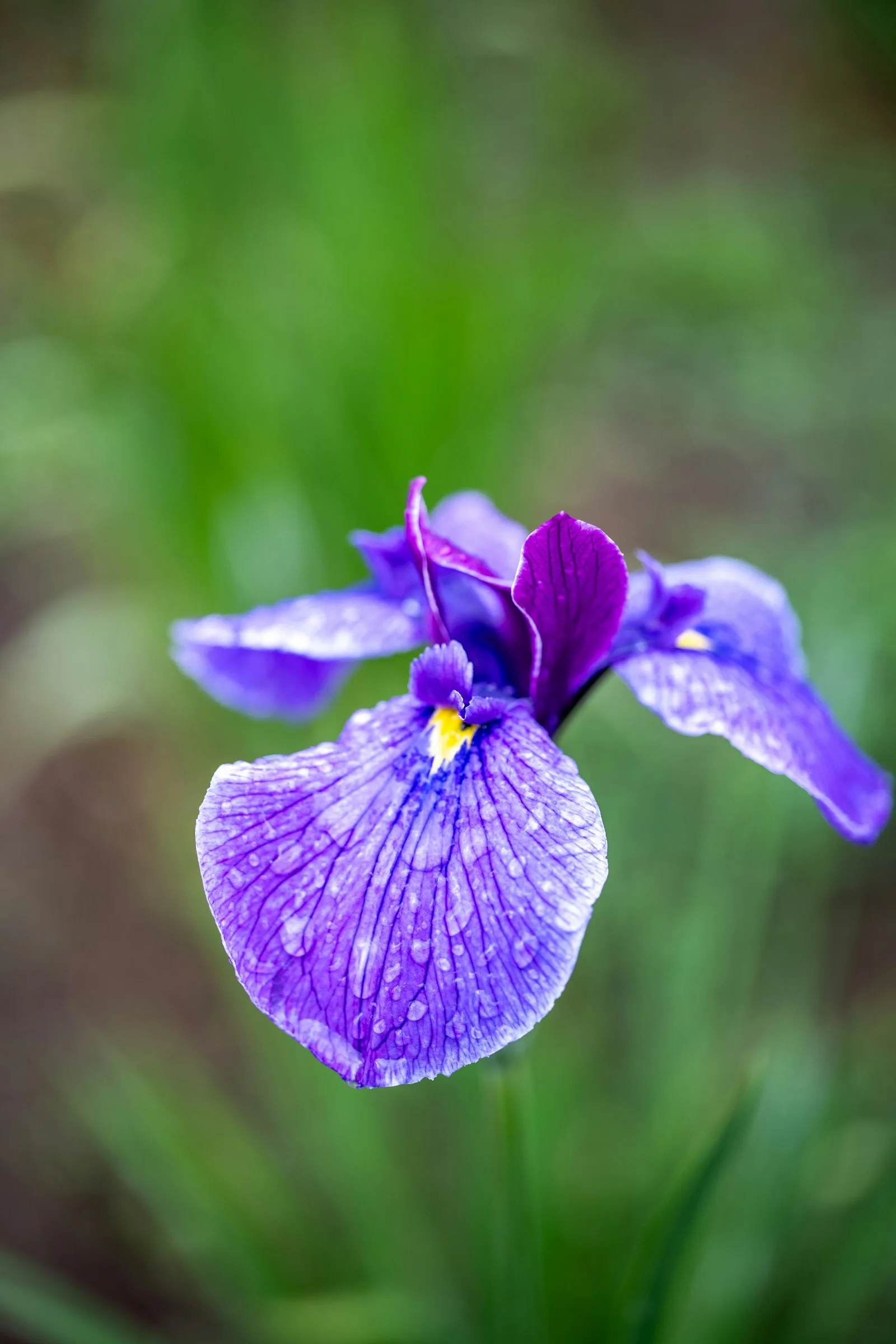 a beautiful purple iris flower with petals