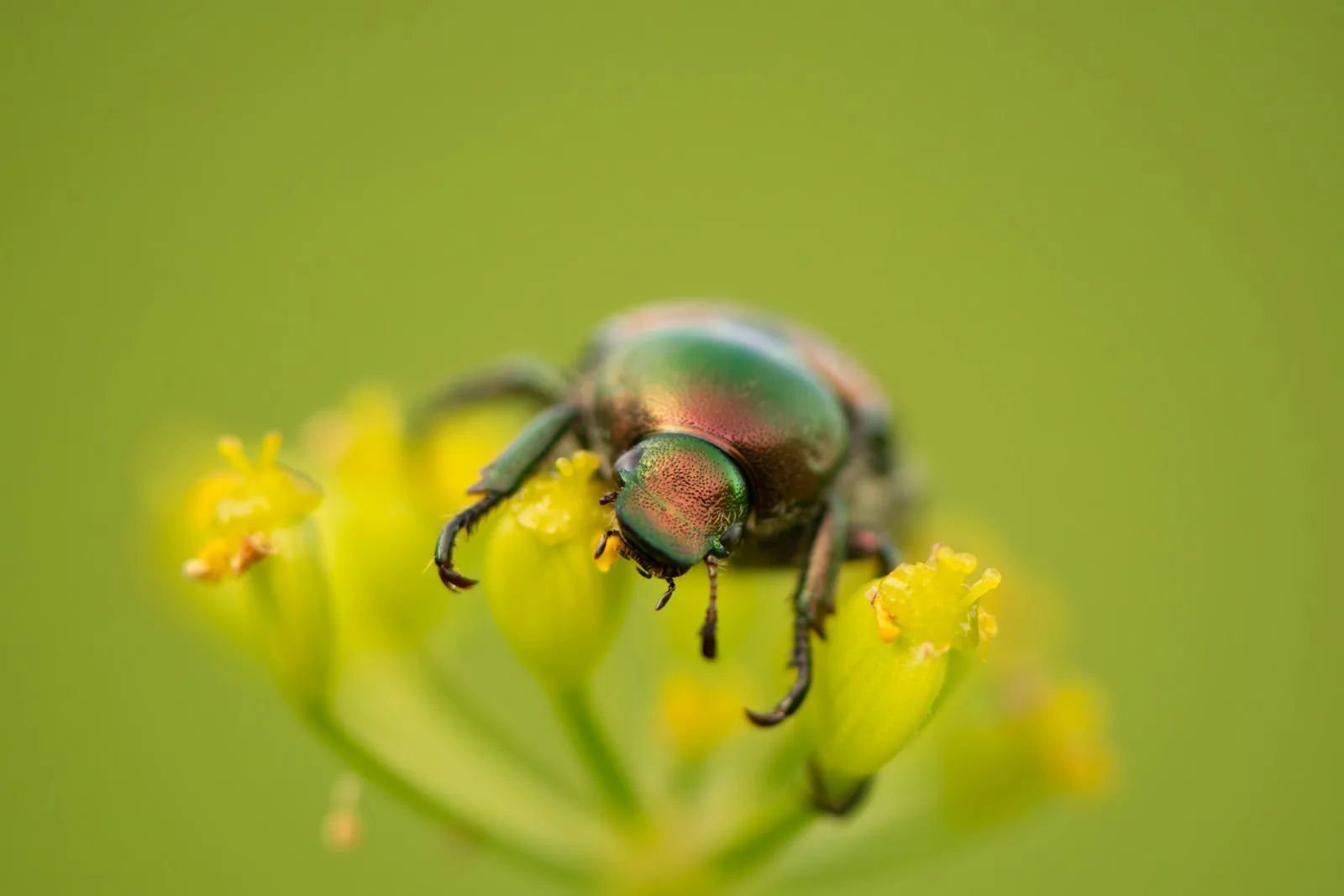 A beetle sitting on top of a yellow flower
