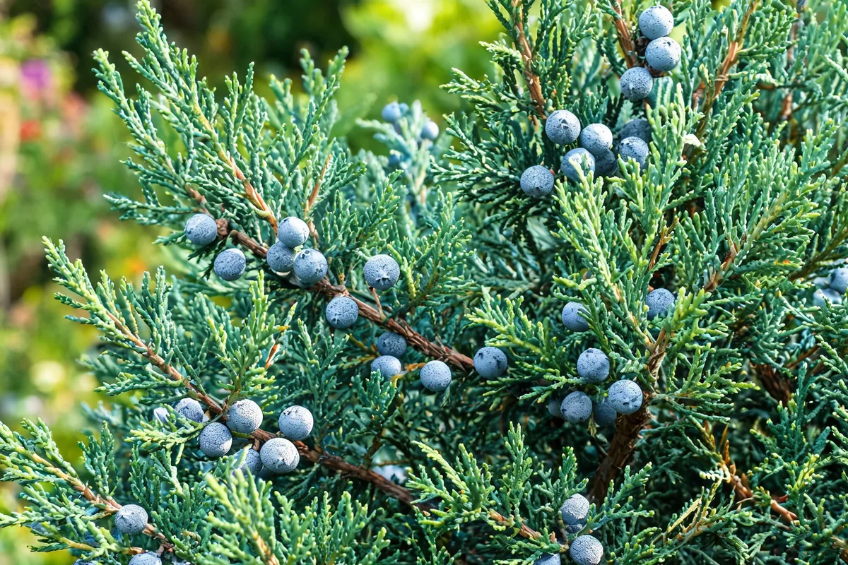 Juniper shrub with blue-green needle-and-scale foliage and small blue-gray berry-like cones, sharp focus
