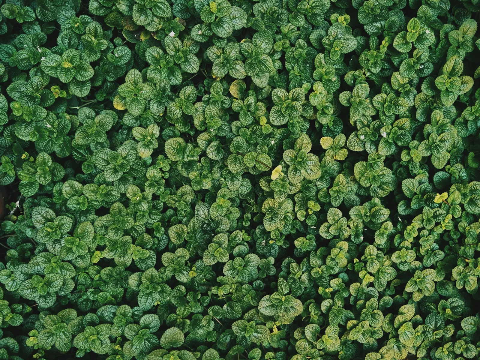 dense green ground cover with small leaves