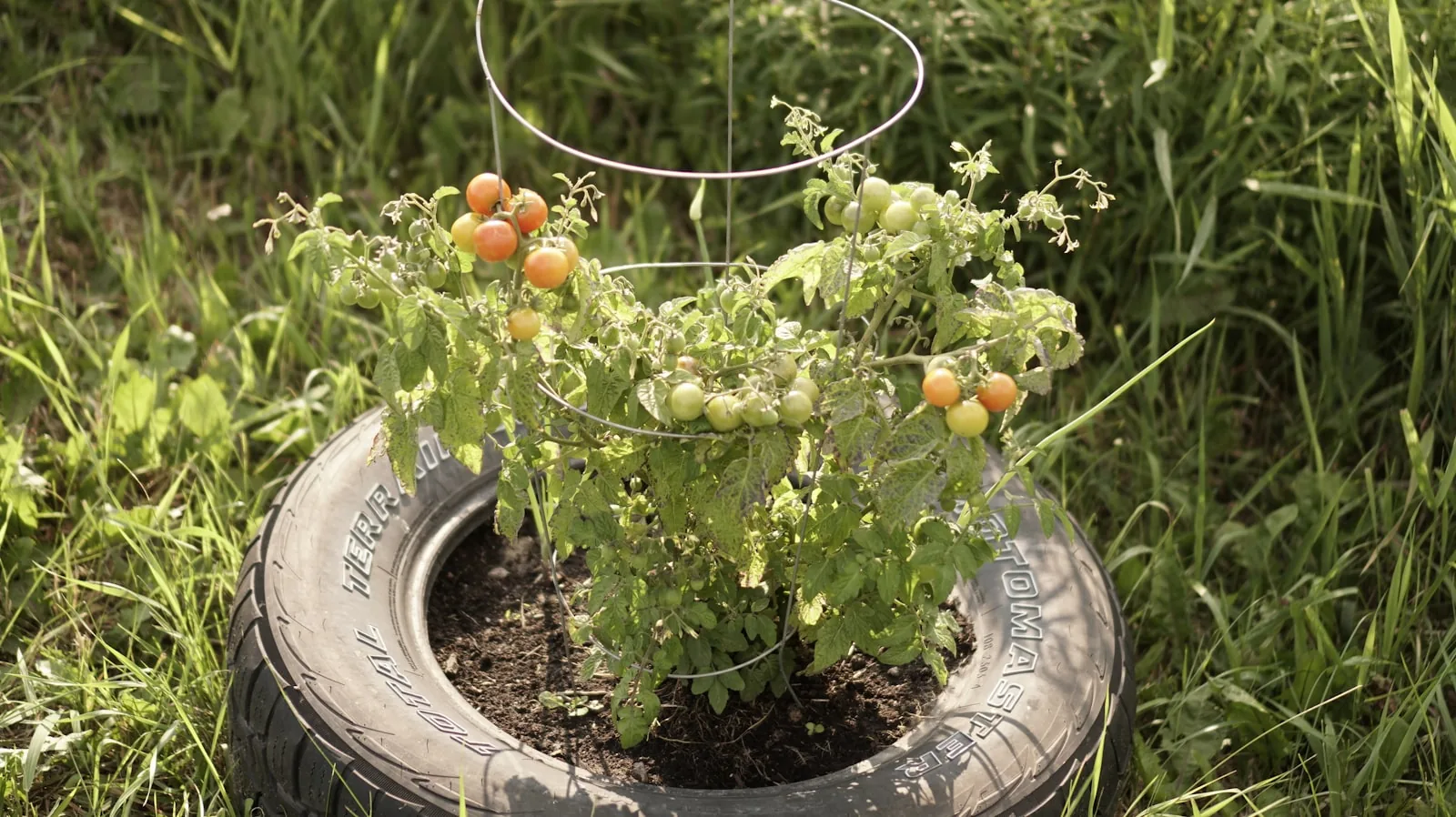 plant with disease affecting leaves