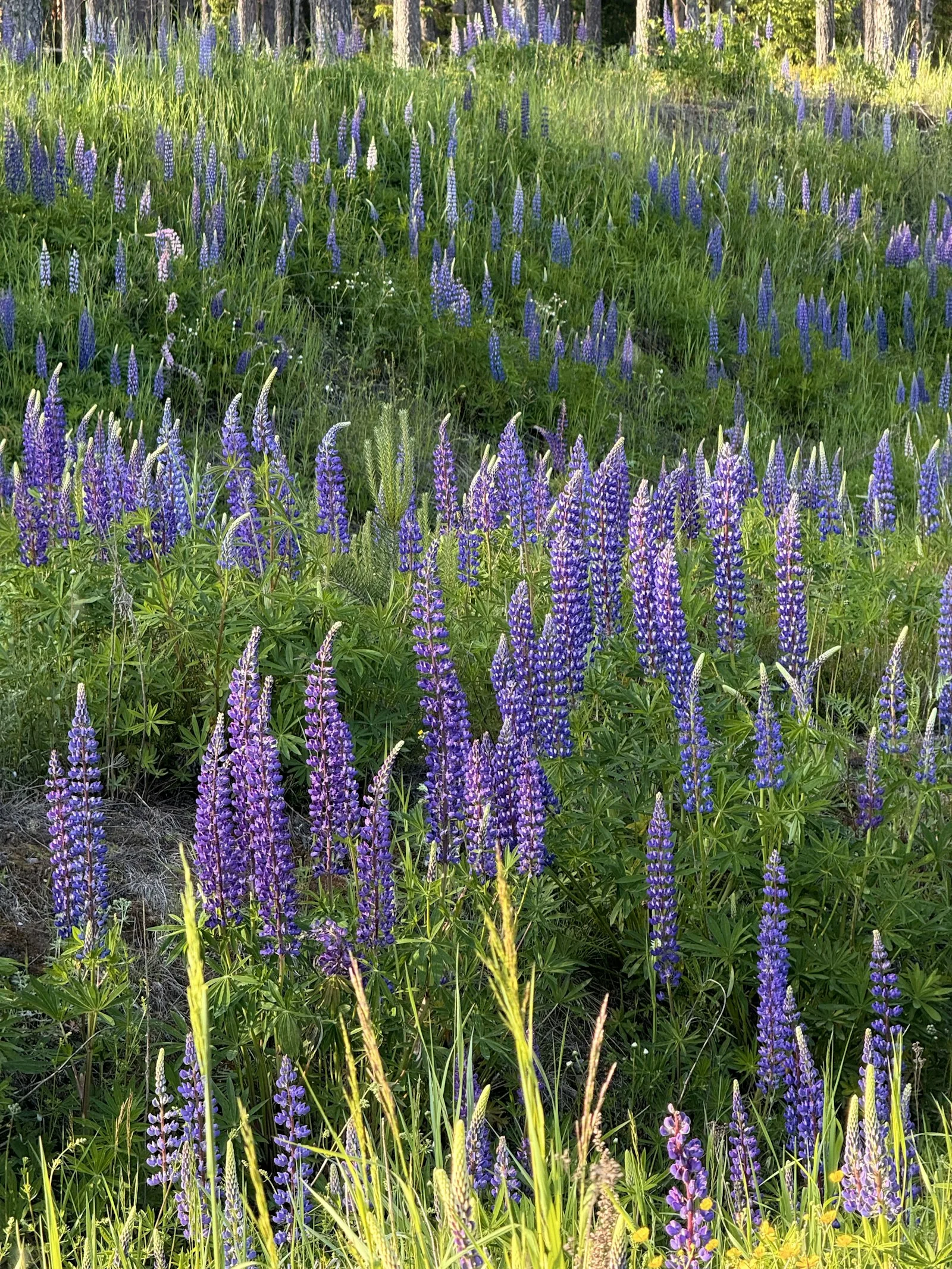 Purple lupine flowers bloom across a field