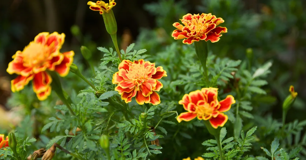 Bright orange and yellow marigold flowers blooming densely in a summer garden bed
