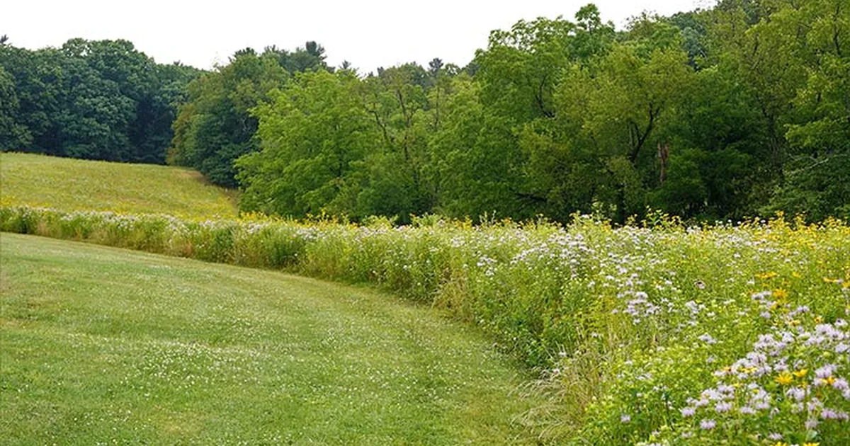 New England meadow with native asters, goldenrod, and wild bergamot in late summer bloom