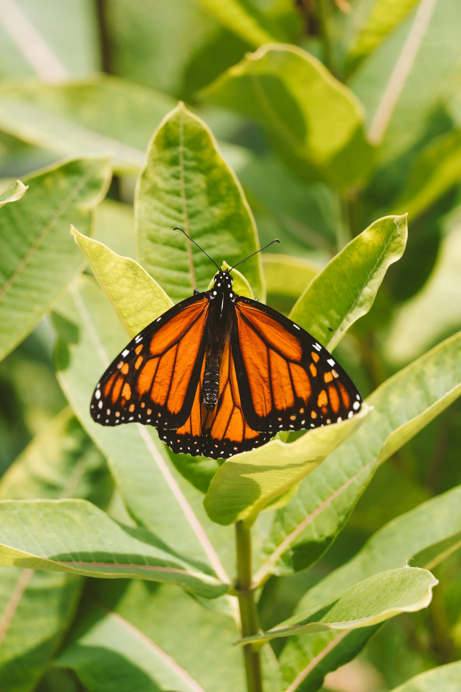 monarch butterfly on native wildflowers