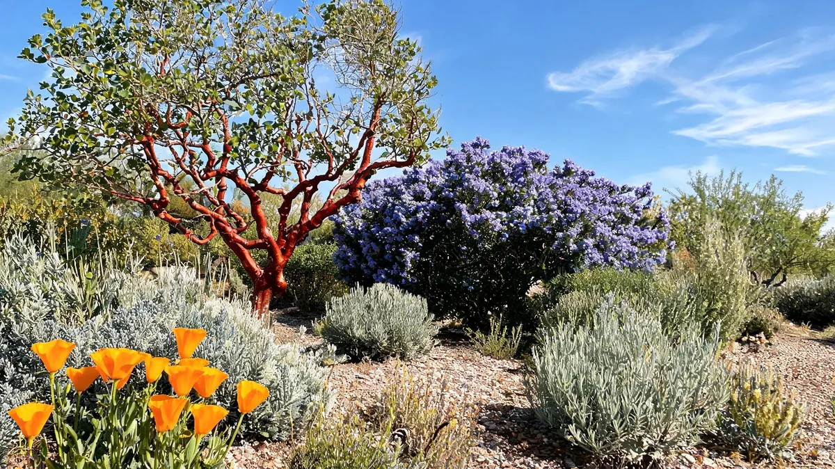 Western US native xeriscape with California poppies, ceanothus, manzanita, and silvery sage