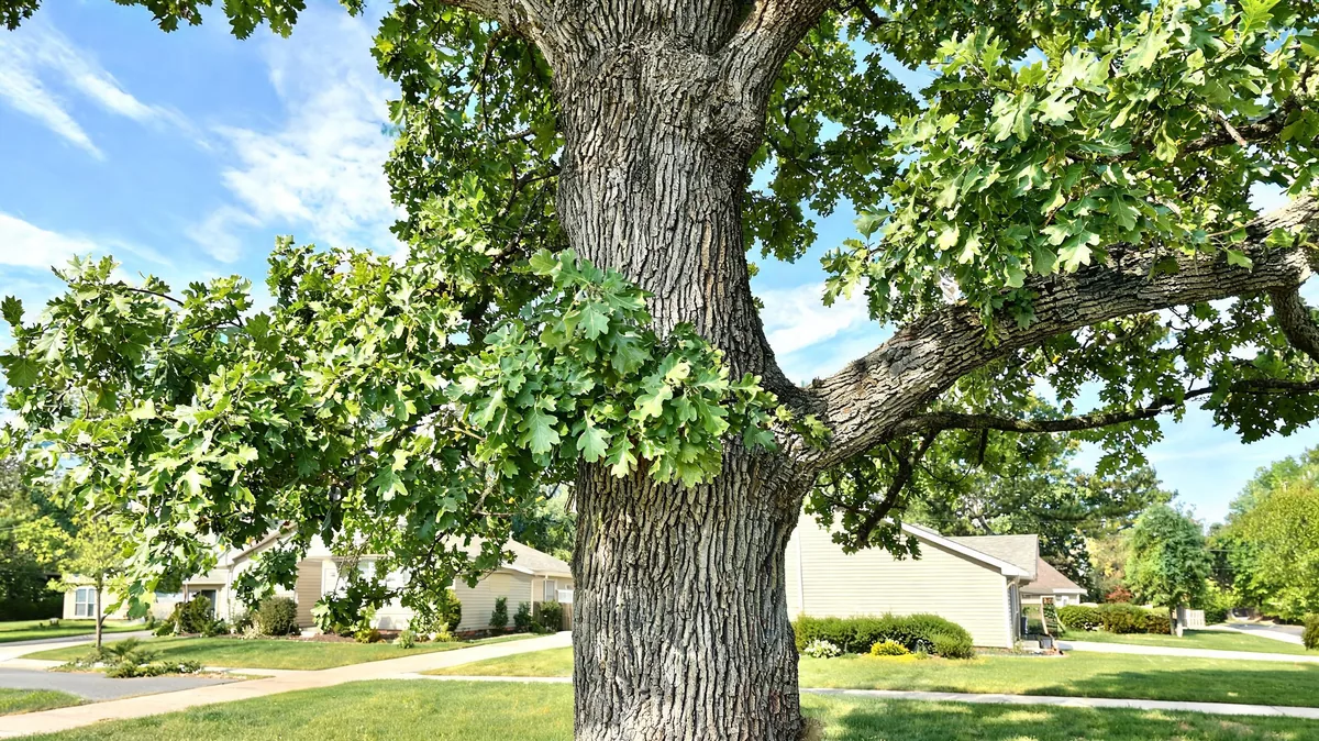 Mature white oak Quercus alba with rounded-lobed leaves and rough grey bark in a residential landscape